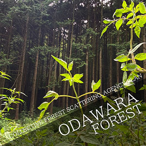 COLLECTIVE FOREST SCATTERING AGENCY PLAN Maybe in the forest of Odawara?