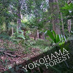 FOREST SCATTERING CELEMONY ATTEND PLAN Scattering in the forest of Yokohama!