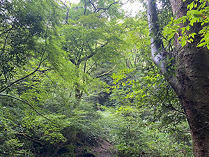 神奈川県箱根町の散骨場所