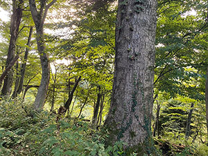 神奈川県の散骨場所【箱根の山】