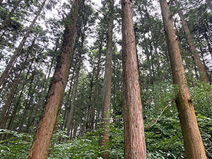 神奈川県の散骨場所【小田原の森】