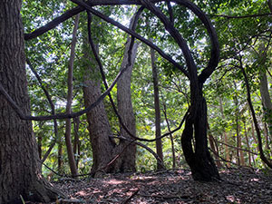神奈川県の散骨場所【横浜の森】