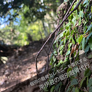 南伊豆の森で散骨セレモニーを委託するプラン