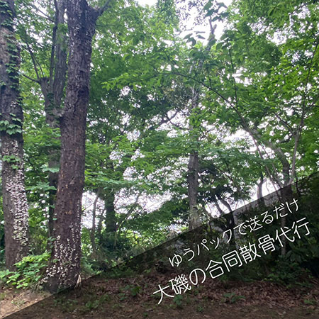 大磯山林散骨＿合同散骨代行プラン