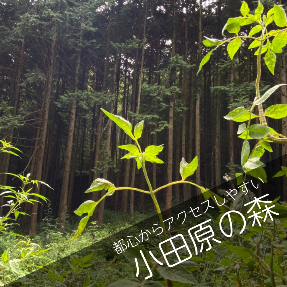 小田原の森にある散骨場所