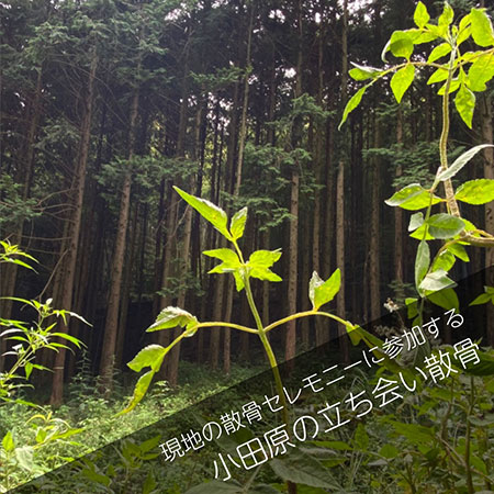 小田原山林散骨＿立ち会い散骨プラン